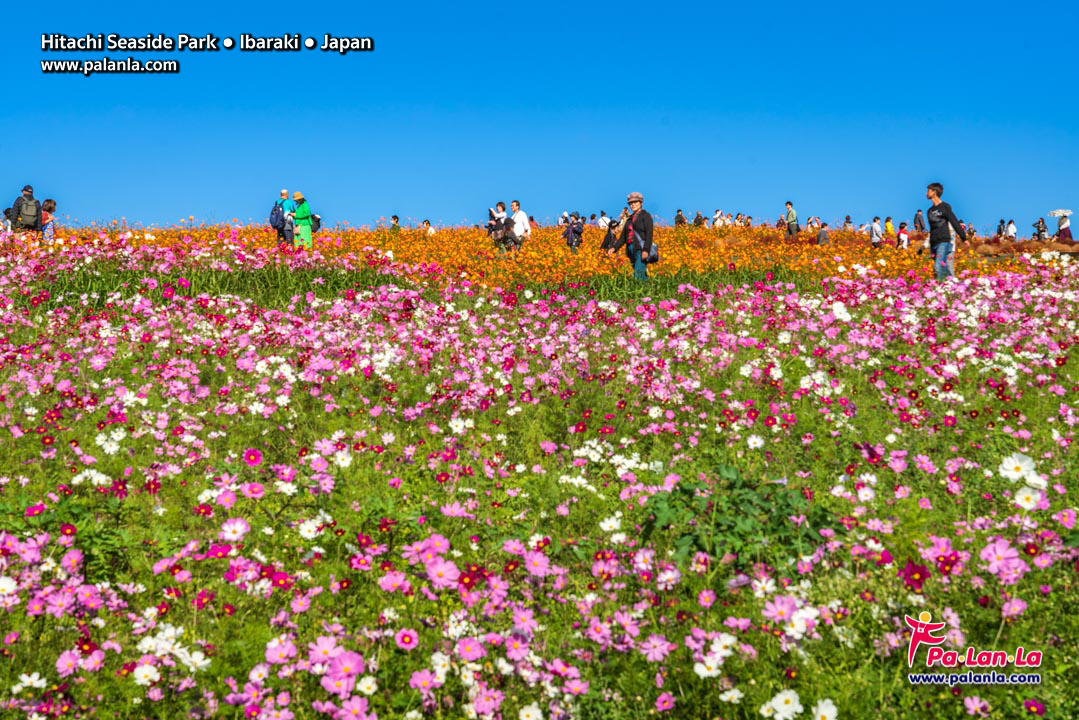 Hitachi Seaside Park